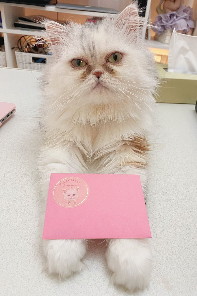 ミミちゃんからも、ハッピーバレンタイン！💕🐈 笑 https://t.co/pUskgyRtT3