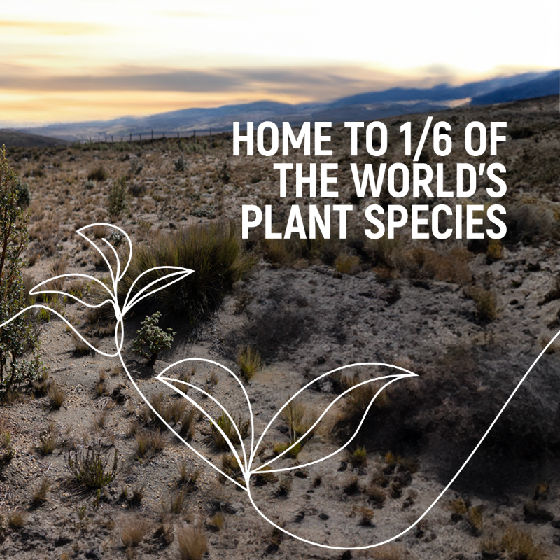 UNEP's tweet photo. Over 300 communities,
6 countries,
1 common goal

– saving the Andean forests!

The new @UN #GenerationRestoration Flagship @accion_andina aims to grow 30 million trees &amp; safeguard the biodiversity across the high Andes by 2030.