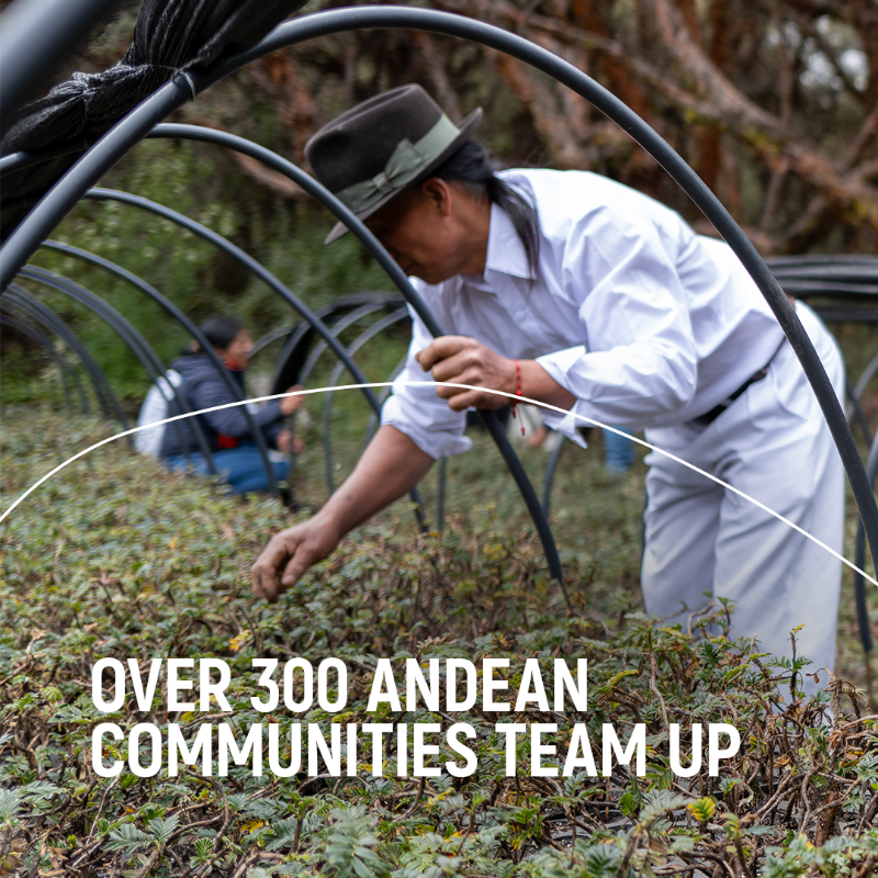 UNEP's tweet photo. Over 300 communities,
6 countries,
1 common goal

– saving the Andean forests!

The new @UN #GenerationRestoration Flagship @accion_andina aims to grow 30 million trees &amp; safeguard the biodiversity across the high Andes by 2030.