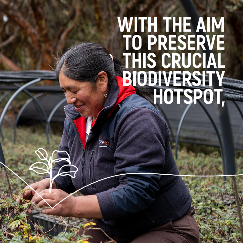 UNEP's tweet photo. Over 300 communities,
6 countries,
1 common goal

– saving the Andean forests!

The new @UN #GenerationRestoration Flagship @accion_andina aims to grow 30 million trees &amp; safeguard the biodiversity across the high Andes by 2030.