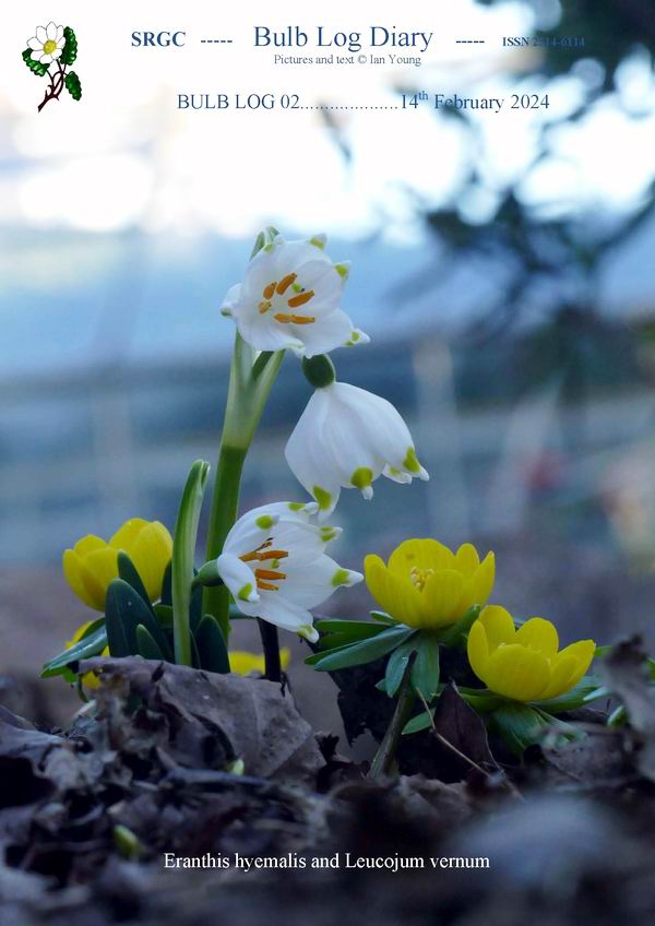 ScottishRockGC's tweet image. #IanYoung shares some of the early flowering bulbs/plants in the garden  as well as some thoughts in this month's #BulbLog just click the link to  reveal all
srgc.net/documents/bulb… #alpines #rockplants