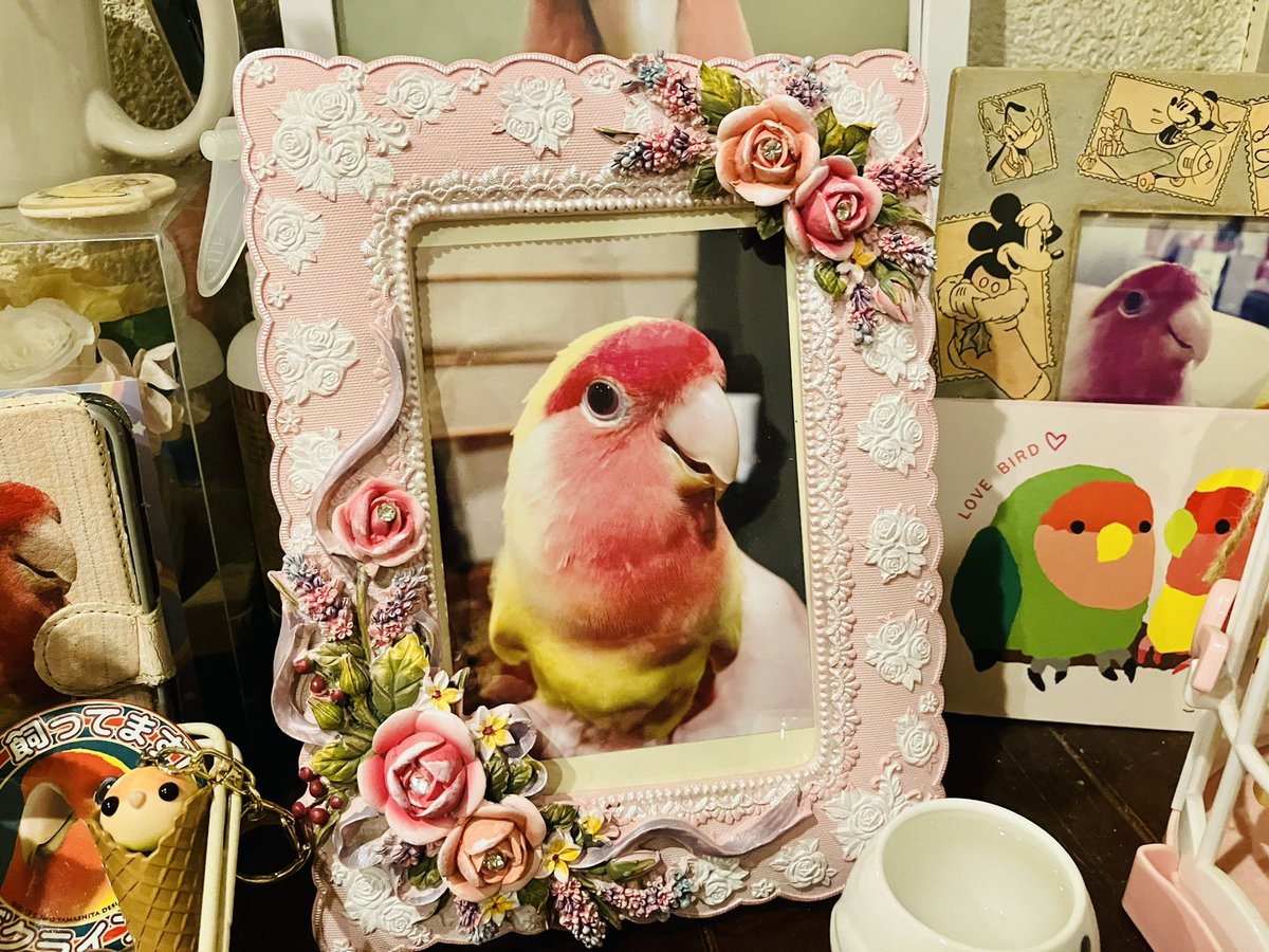 バレンタインデー❤︎
今日はピーちゃんの百か日です🐤写真立てを変えてあげました！華やかになったね🌼