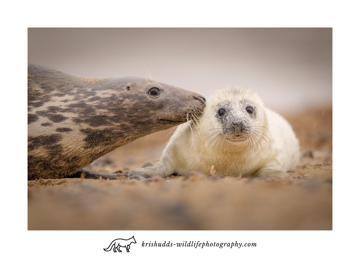 That Face. #GreySeal #seal #wildlife #wildlifephotography #BBCWildlifePOTD @CanonUKandIE @BBCEarth