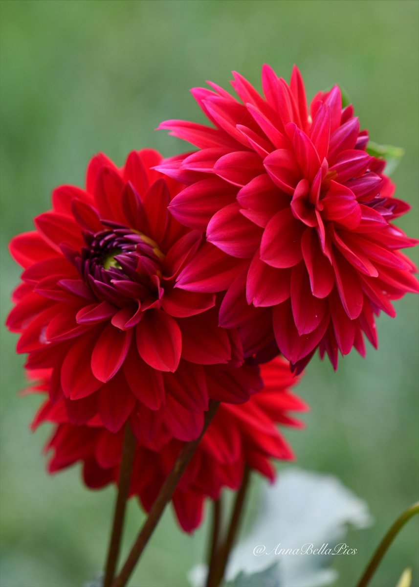 Sharing some Valentine red dahlia love today♥️♥️♥️ #gardening #flowers