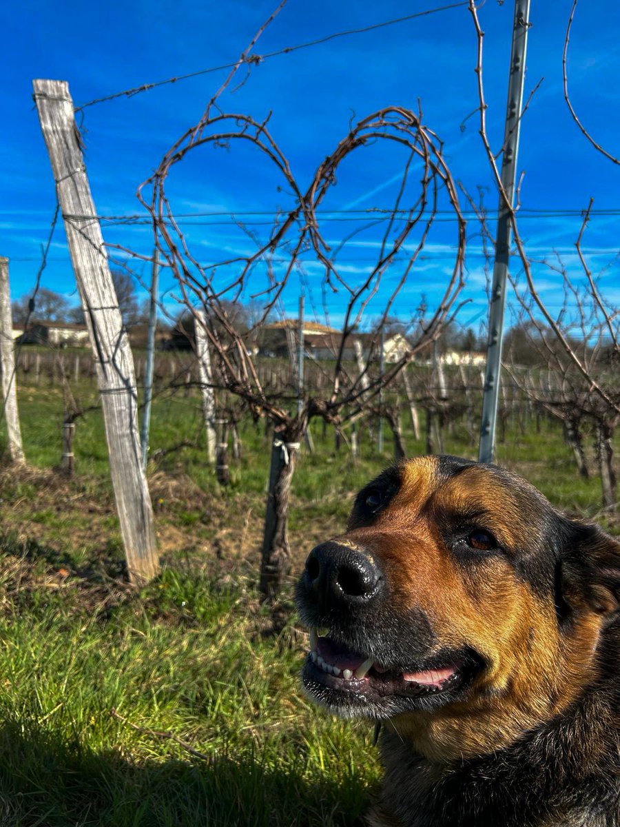 Happy Valentines 💝 🥰🍇

#valentine #happyvalentine #valentineday #dogs #nature #vineyardlifestyle #vineyard #vineyards #meaumemoments #lifestyle #winerylovers #winery #wine #winelovers #winecountry #vino #bordeaux #wein #chateaulife #winelife #bordeauxvineyard #winelover