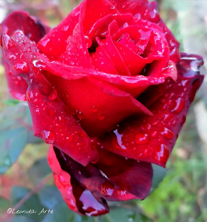 Randy dewdrops grin Mingle in the urge of love~ Desires bloom roses #vss365 #haiku Art photography- @ArteLeonida