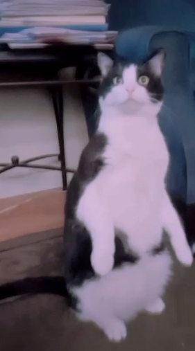 lilalienz4ever's tweet photo. @mowute it's true.. hes fat and a little ugly https://t.co/rKY57XnU6v