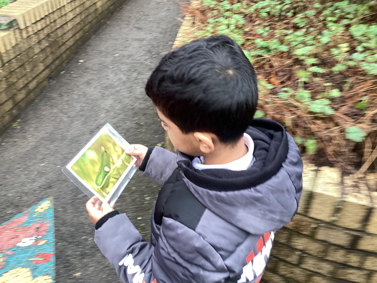 Year 2 loved our <a href="/ScotswoodGarden/">Scotswood Garden</a> morning, extending our science learning around life cycles. <a href="/Broadwoodschool/">Broadwood School</a>