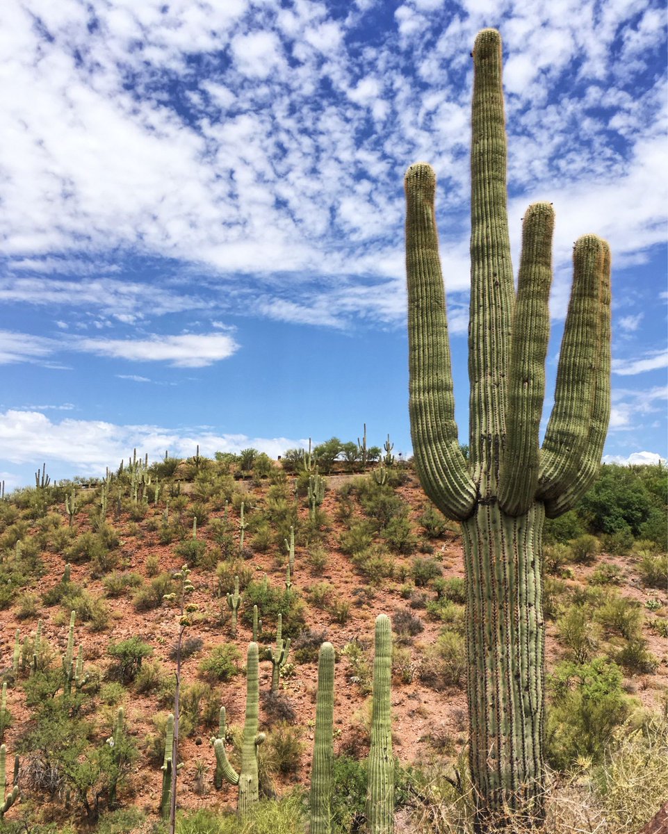 TravelcraftJrnl's tweet photo. Happy birthday, Arizona! 🌵 https://t.co/0zgii6wrLz