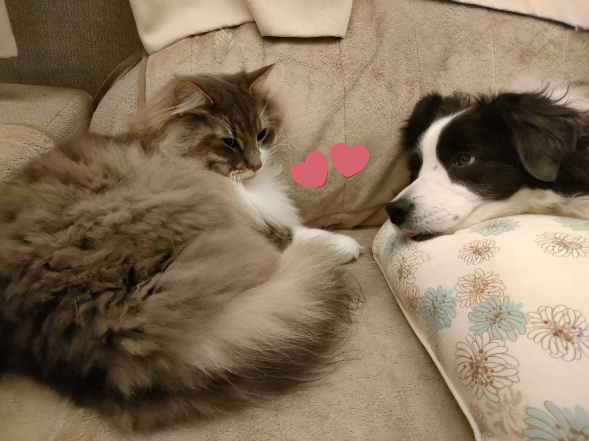 ZirBai's tweet photo. 仲良し🥰🥰
#ValentinesDay  #HappyValentinesDay https://t.co/uzFZrJj8pd