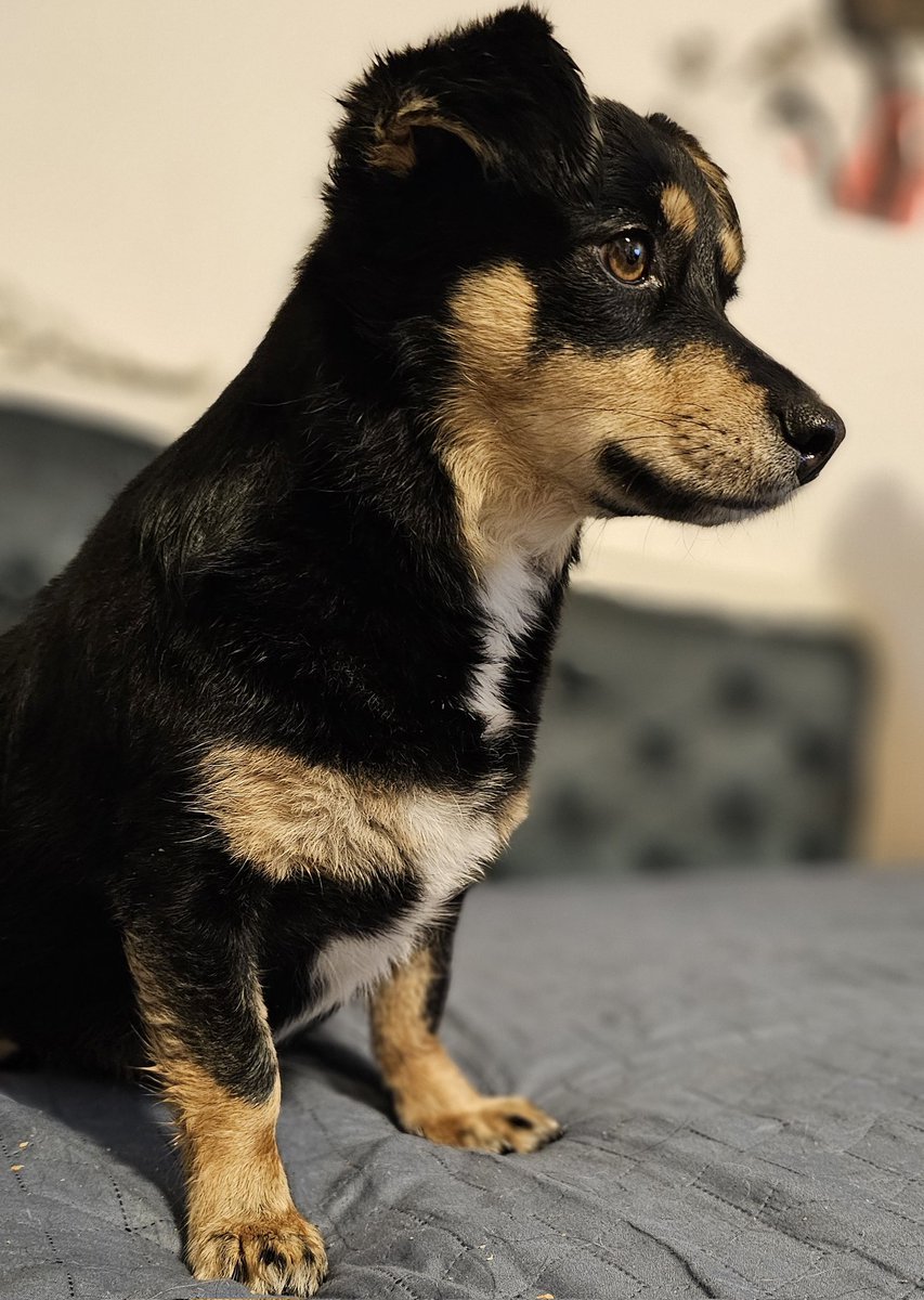 samo_plavusa's tweet photo. Nina je spremna da na ulici zasija! Oลกiลกana, okupana, i isfenirana - prava mala diva . ๐๐พ #DivaDogs #Nina_Choccolina https://t.co/kvUIzjRuAM
