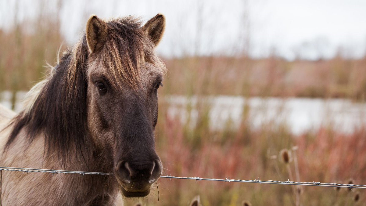 Due to environmental changes, we have made the decision to rehome the Konik Ponies from Floodplain Forest in the interests of their welfare. We are confident they will be in the best of hands with our friends at @NorfolkWT. Read more: ow.ly/UVYS50QB4tP