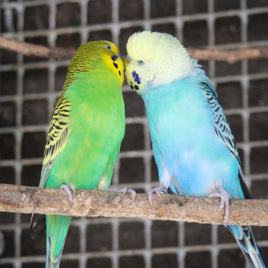 Mudchute Park + Farm tweet media