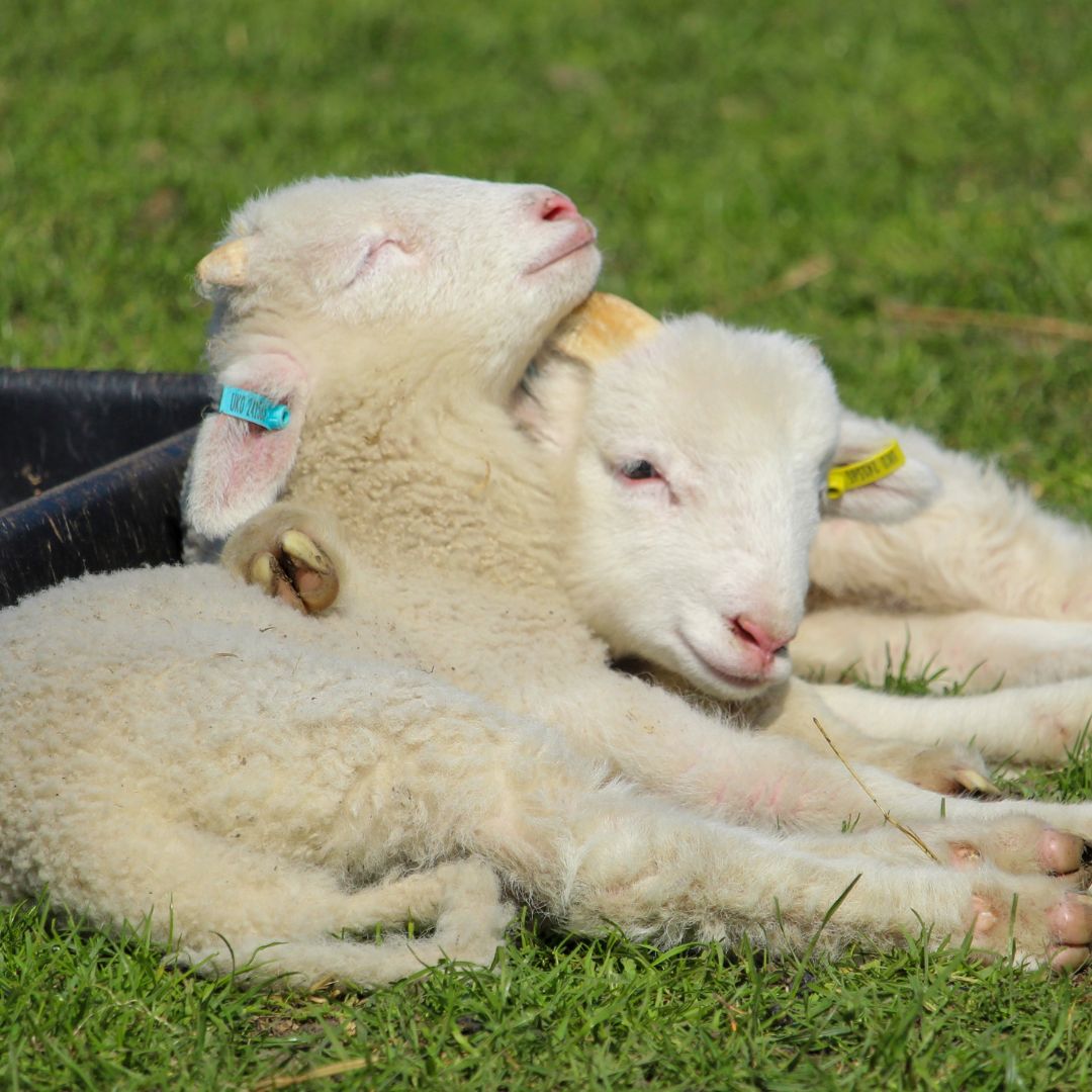 Mudchute Park + Farm tweet media