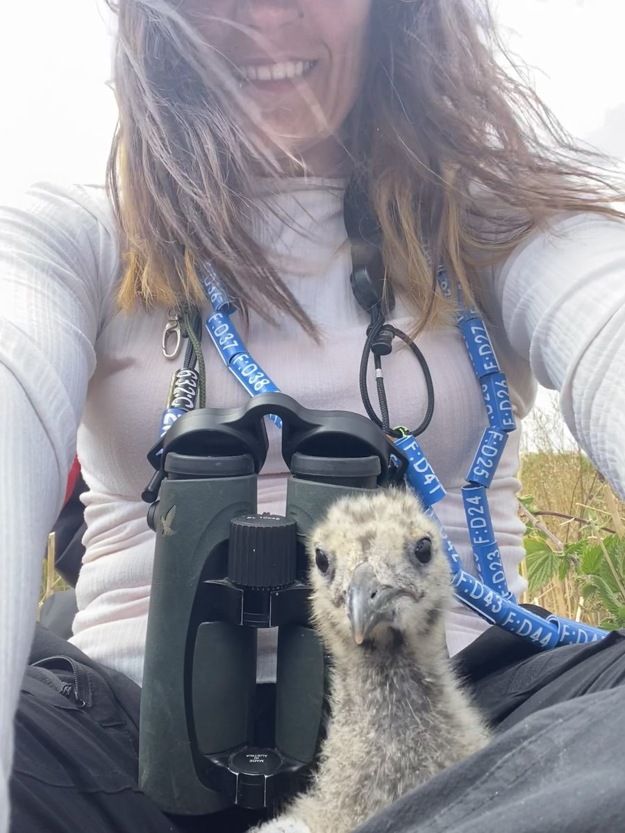 Aurora #LicencedBirdRinger tweet media