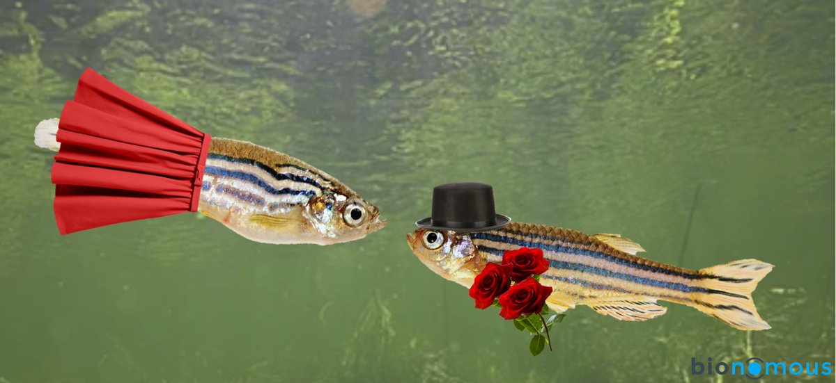 BionomousCH's tweet image. Happy #ValentinesDay! Ever wondered how researchers get zebrafish to find love? 🐟❤️ 
Stay tuned for our article of the month to uncover the various mating protocols used in zebrafish research! #ScienceLove
