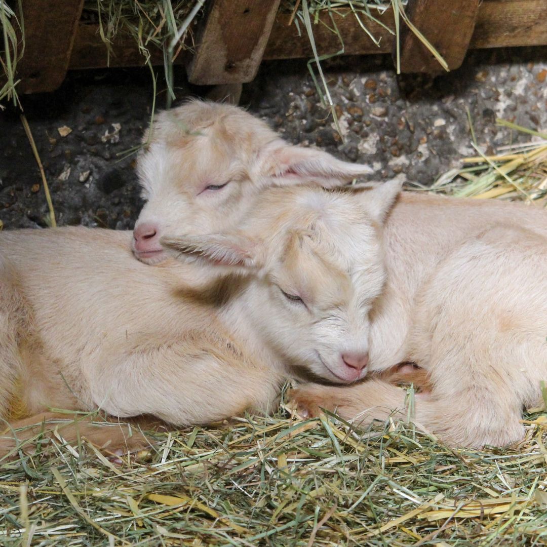 Mudchute Park + Farm tweet media