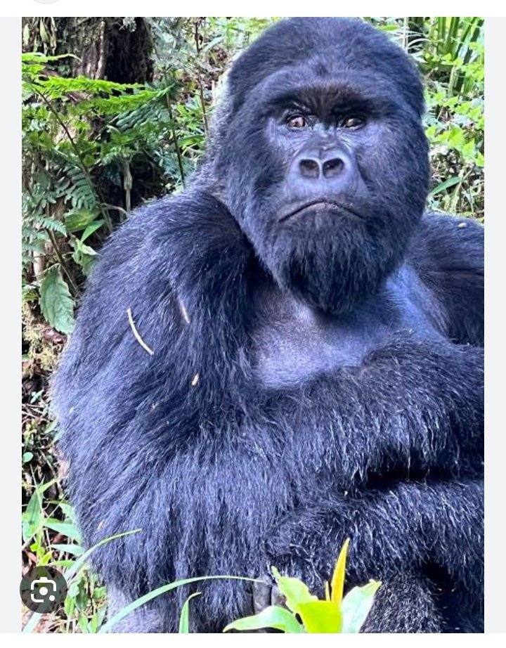 Do you know that #UgandaIsBlessed with more than half of the world's mountain gorilla population, only found on the Virunga Mountain slopes in Mgahinga National Park and Bwindi Impenetrable National Park. @ExploreUganda
#RealizeUganda #VisitUganda