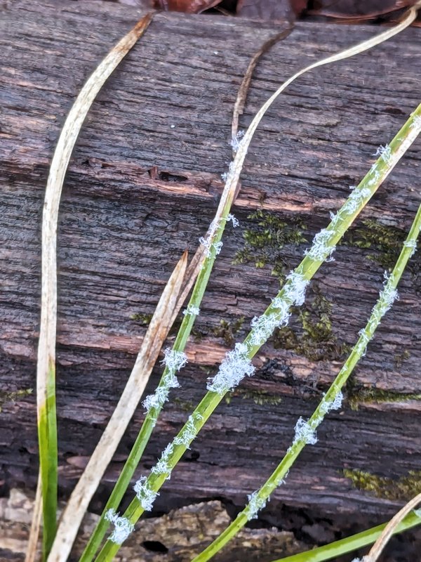 AndiFerguson1's tweet image. #PhotoOfTheDay.  #Sedges have edges and also a few snowflakes.

#photography #snow