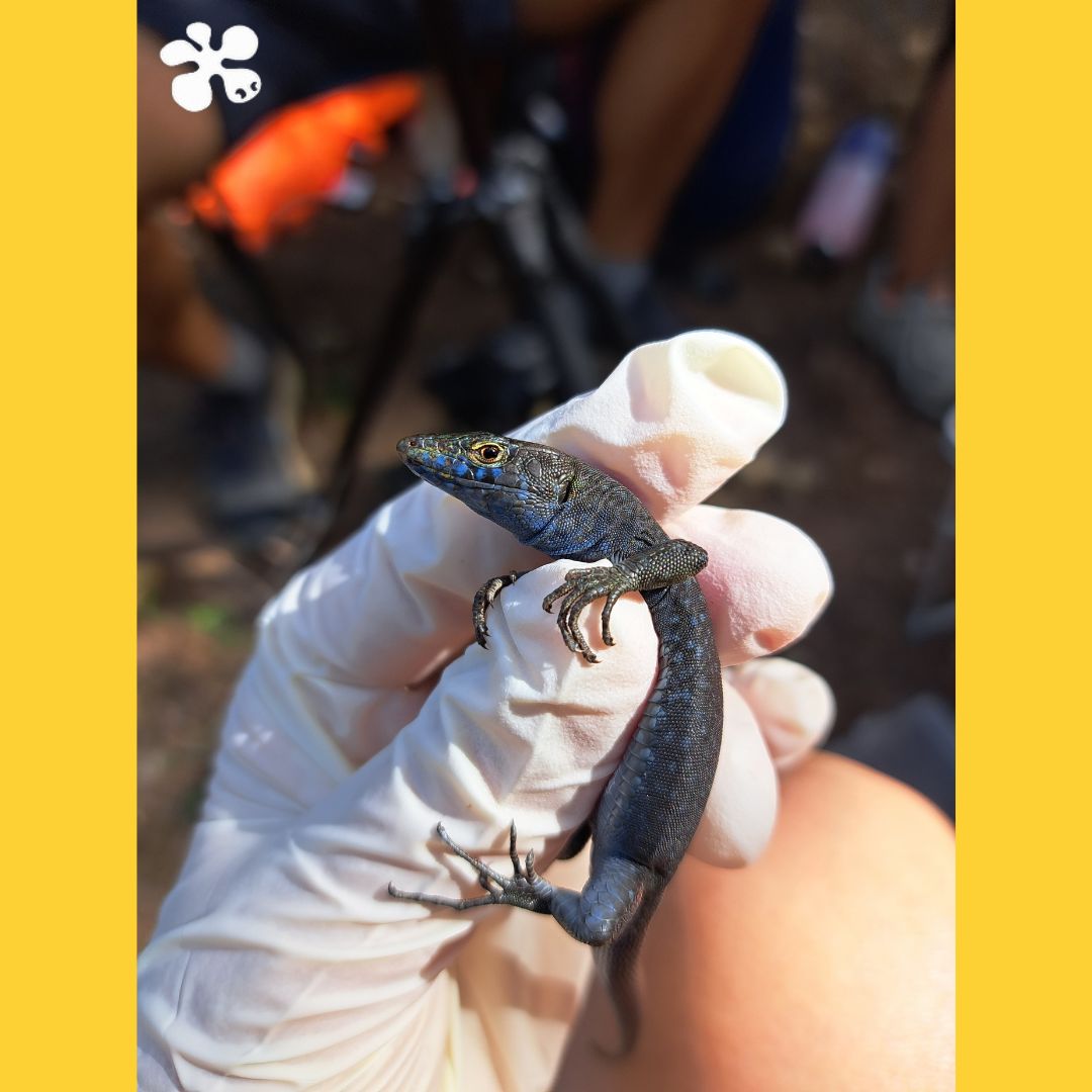 IRBioUB's tweet photo. 📰#NoticiaIRBio Els secrets microscòpics de la sargantana balear🔬 Aquest abril 2024, Laura Baldo i Caterina Marques, en col·laboració amb l'@IMEDEA_UIB_CSIC , exploraran l'impacte de la microbiota en l'adaptació de Podarcis lilfordi una espècie única al Mediterrani🦎 https://t.co/uHqrmpbaoh