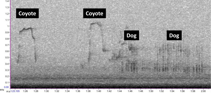 🚨 New paper alert! 🐺🦊🐶 1/2 Not afraid of the big bad wolf: calls from large predators do not silence mesopredators nsojournals.onlinelibrary.wiley.com/doi/10.1002/wl… You might think that coyotes would stay silent when they hear wolves. Or that wolves would shut up when they hear dogs. No way.
