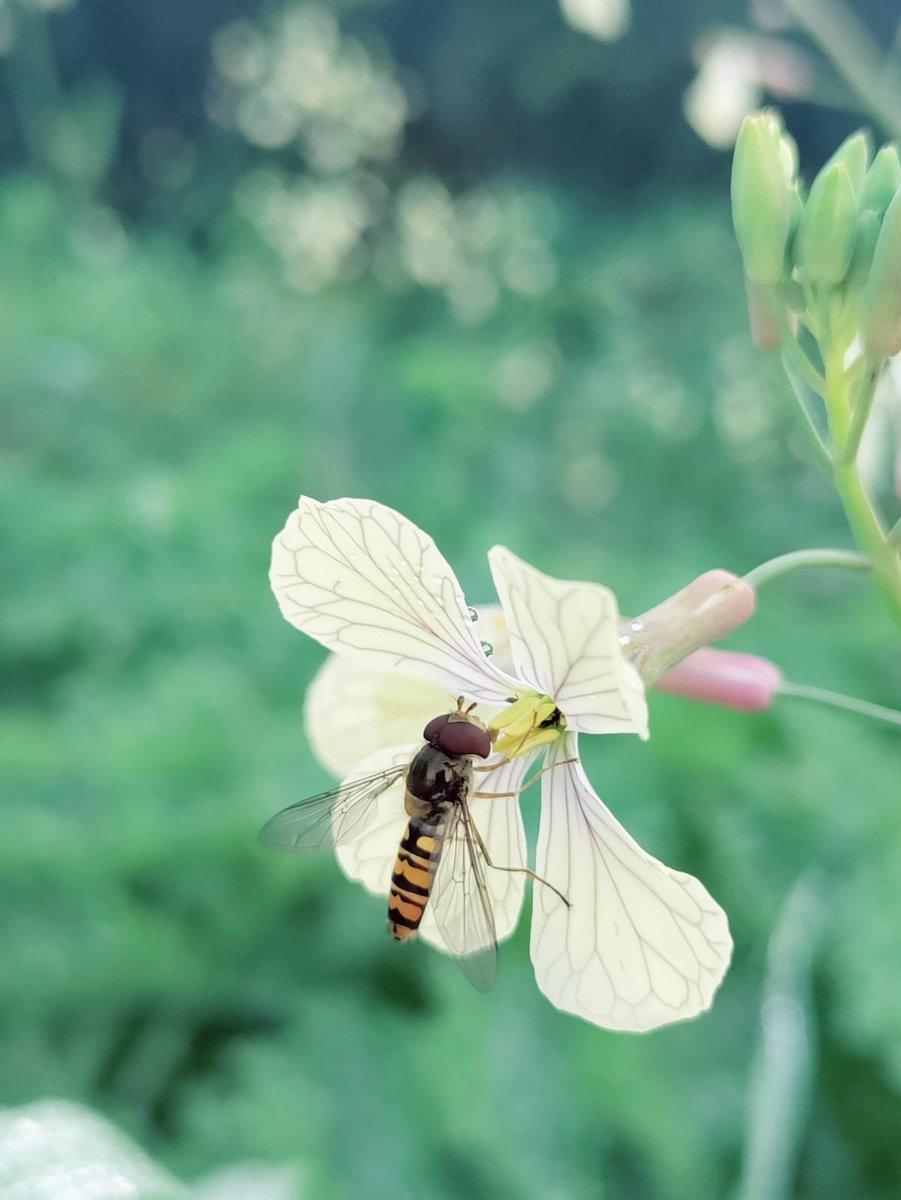 Another #fieldwork day of #ProyectoANTRO: 'Transport infrastructure in anthropized environments and related impacts on #biodiversity conservation'. This field season we are working on #pollinators #OnTheRoad. #RoadEcology