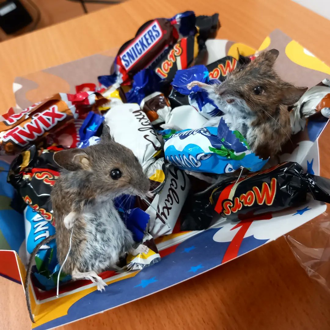 DoubbleLouise's tweet photo. Happy Valentines day,  thanks to CDdesignsUK for the chocolate! #VoodooMouseDesigns #taxidermy #valentines #chocolate #sweet #taxidermycollection #taxidermyart #etsyseller #womeninbusiness #cddesignsuk #mouse #valentinedecor #workinprogress https://t.co/ona4ZFP8Qj