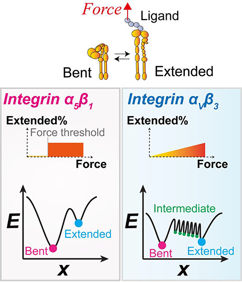 ACS Nano (@acsnano) on Twitter photo We used single-molecule force spectroscopy and MD/MC simulation to discover and explain distinctive mechanosensitivity of integrins α5β1 and αVβ3 in conformational changes <a href="/YunfengChen2/">Yunfeng Chen</a> Read it here 🔗 go.acs.org/82V We used single-molecule force spectroscopy and MD/MC simulation to discover and explain distinctive mechanosensitivity of integrins α5β1 and αVβ3 in conformational changes <a href="/YunfengChen2/">Yunfeng Chen</a> Read it here 🔗 go.acs.org/82V
