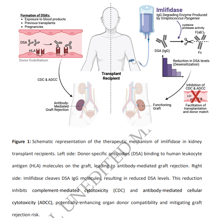 Imlifidase in kidney transplantation https://t.co/Essz5uelSg The ...