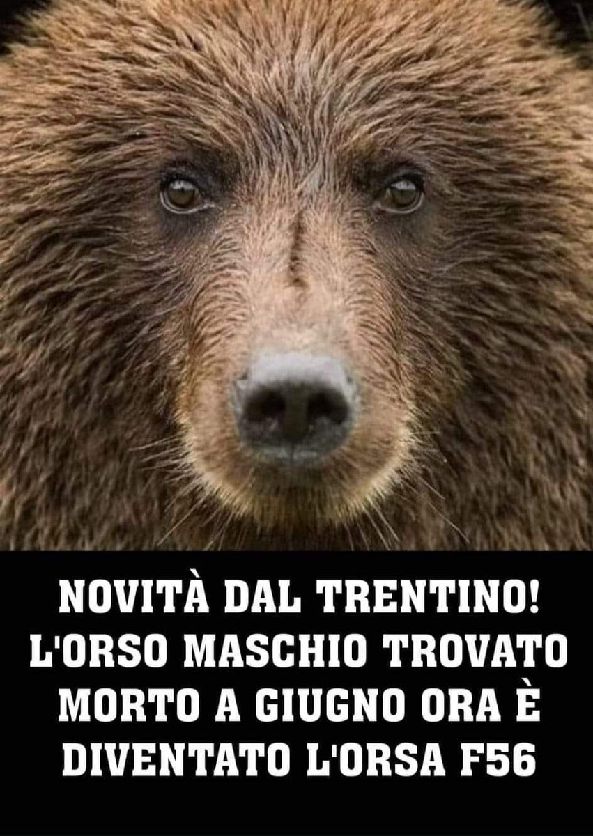 Novità dal Trentino! L'orso ritrovato morto a giugno e che il Trentino diceva essere maschio, ora è diventato femmina: orsa F56 con sigla simile all'orsa F36. L'orsa F36 è stata uccisa a fucilate ma improvvisamente parlano di un'altra orsa e danno la colpa agli orsi! #orsiliberi