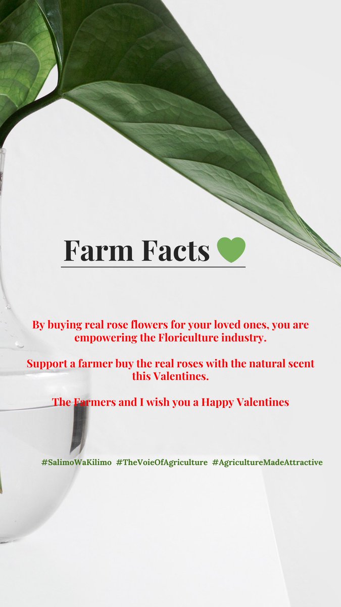 Farm Fact💚 As you receive your flowers this Valentines, remember it’s not the thought that counts, it’s the Scent that Counts🌹💚❤️🌹💚. 

#FarmersBestStoryTeller #TheVoiceOfAgriculture #SalimoWaKilimo 
#AgricultureMadeAttractive
#AMA