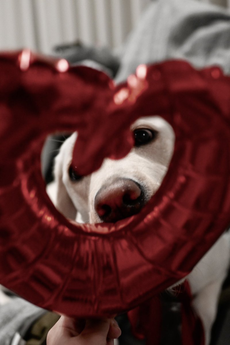 *•.𝙷𝚊𝚙𝚙𝚢 𝚅𝚊𝚕𝚎𝚗𝚝𝚒𝚗𝚎🤍 ̖́-