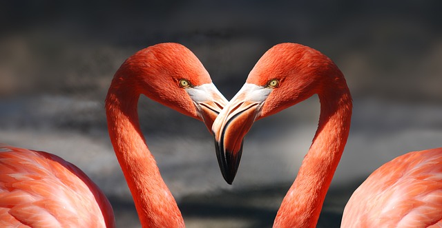 ClothingRIC's tweet photo. Wishing you a day filled with love, laughter, and cherished moments. Happy Valentine's Day! ❤️🌹 https://t.co/wo1wExKo7N