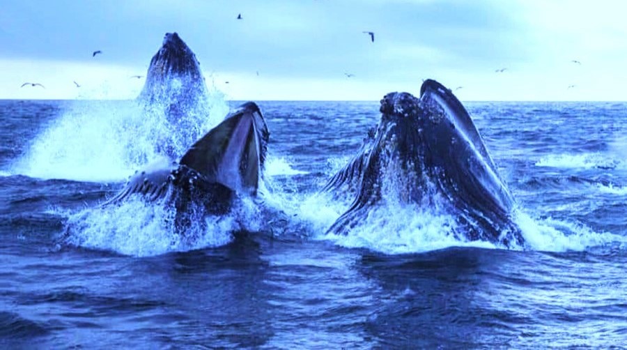 Whales are inexorably linked to ocean health. They fertilize marine ecosystems and even fight climate change. A single whale captures the same amount of carbon as 1,000 trees. Ocean plastic is harming whales in two ways, ingestion, and entanglement. #WetTribe #WhaleWednesday
