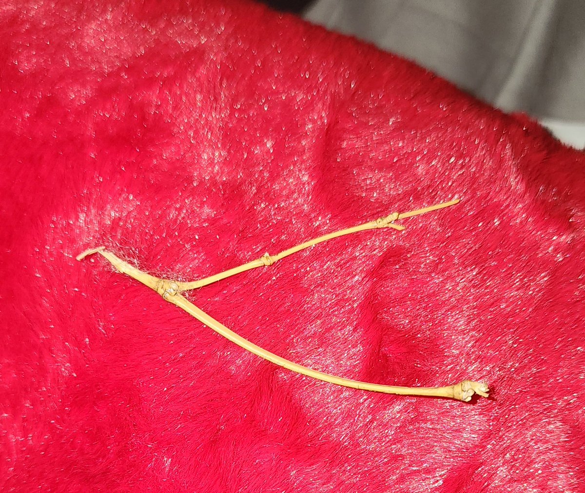 nineoclocktiger's tweet photo. @woolworths Just had to remove this pretty sturdy twig from inside the heart cushion I bought from you guys for Valentines after it poked my gf! Might want to review your supply chain... https://t.co/CYON8NNEb3