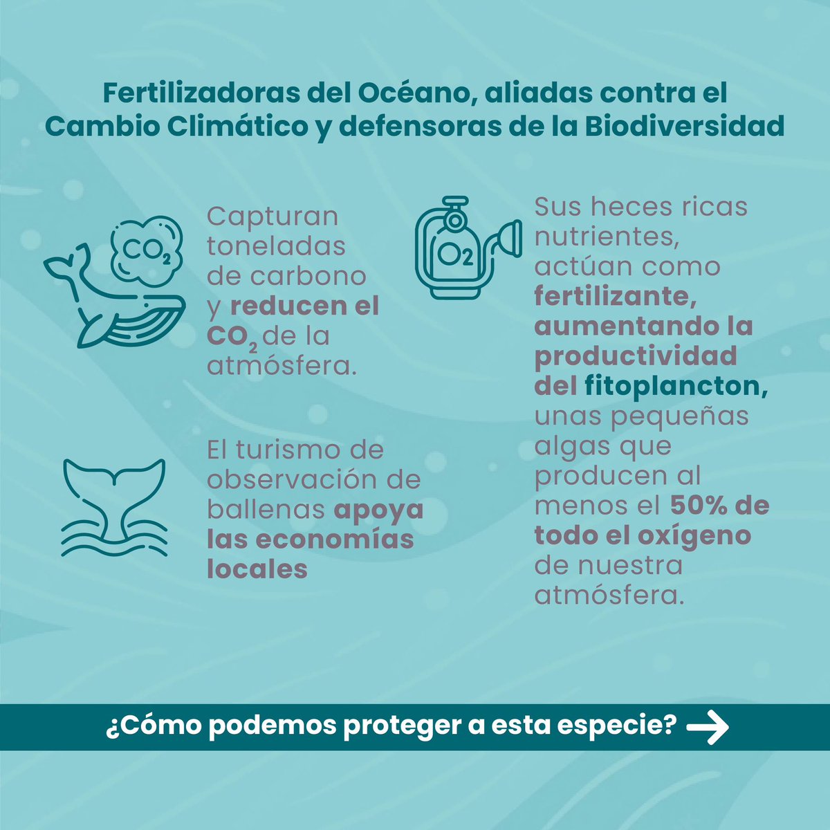 ValeAGomez's tweet photo. Yo te quiero contar la importancia de las ballenas para nuestros ecosistemas, ¿sabías que hacen posible la producción de más del 50% del oxígeno del mundo? 💙🐋🌊 ojalá lo leas 🫶 https://t.co/BkZDIIRA00