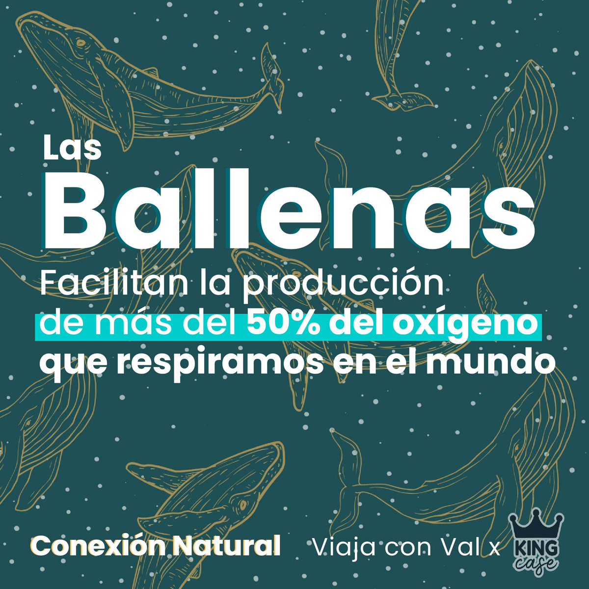 ValeAGomez's tweet photo. Yo te quiero contar la importancia de las ballenas para nuestros ecosistemas, ¿sabías que hacen posible la producción de más del 50% del oxígeno del mundo? 💙🐋🌊 ojalá lo leas 🫶 https://t.co/BkZDIIRA00