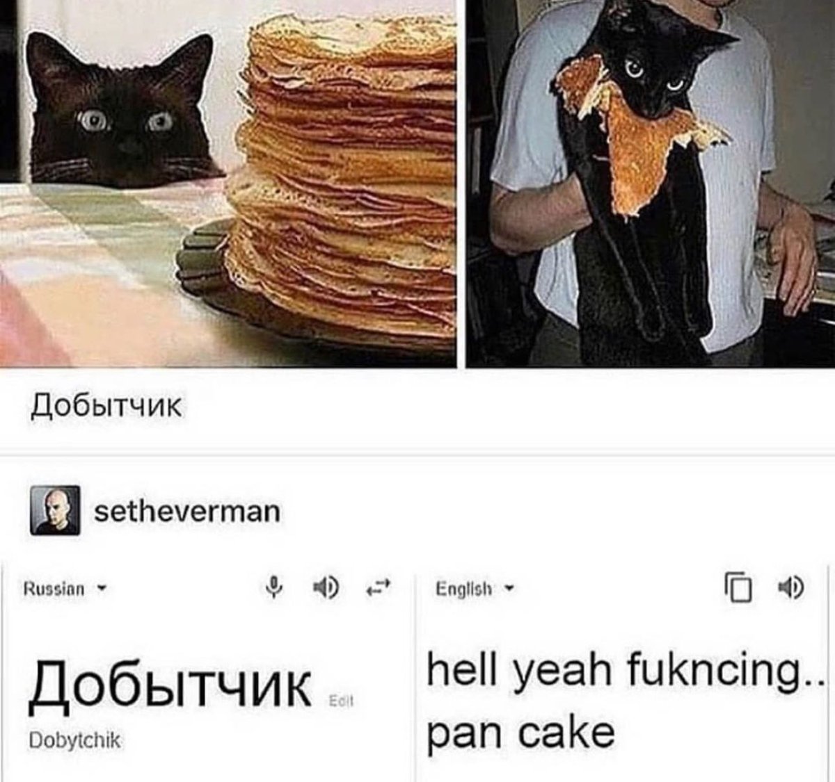 PostsOfCats's tweet photo. https://t.co/4NzQp43RaH