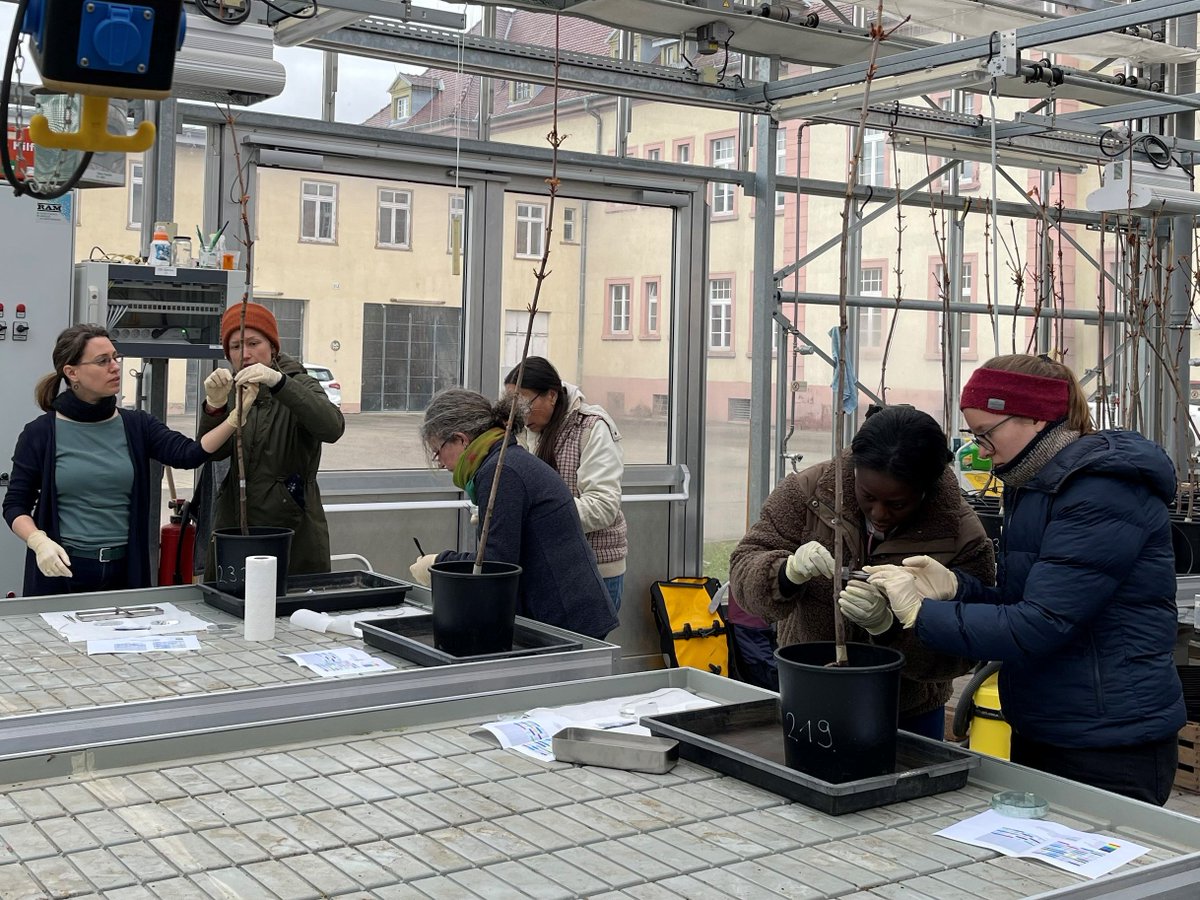 TreePathoMyco's tweet image. Today was inoculation day for the Pathology of Tree Group. Everyone helped to get MSc student Johanna Klama&apos;s trial started: Which #fungi in #urbantrees cause stem cankers during the dormant phase? And which #pathogens cooperate? Follow up comes in a few weeks. #forestpathology
