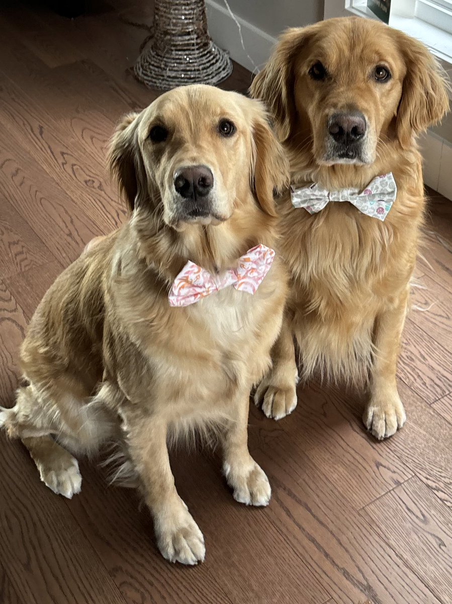 cgbosslady1's tweet image. Happy Valentine’s Day!!!  We want to say we love you to all of our friends here on X. You are all amazing! #dogsoftwitter #dogsoX #valentineday #dogs