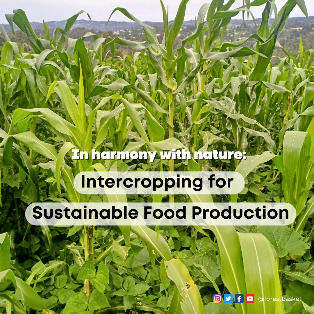 ForestBasket's tweet photo. Intercropping is a powerful tool for fostering sustainable agriculture as it enhances biodiversity, land use & mitigates the risk of crop failure.
This holistic approach to farming yields benefits for both the environment & agricultural productivity.
#ForestBasket #sustainable https://t.co/6XtxhJ7AoP