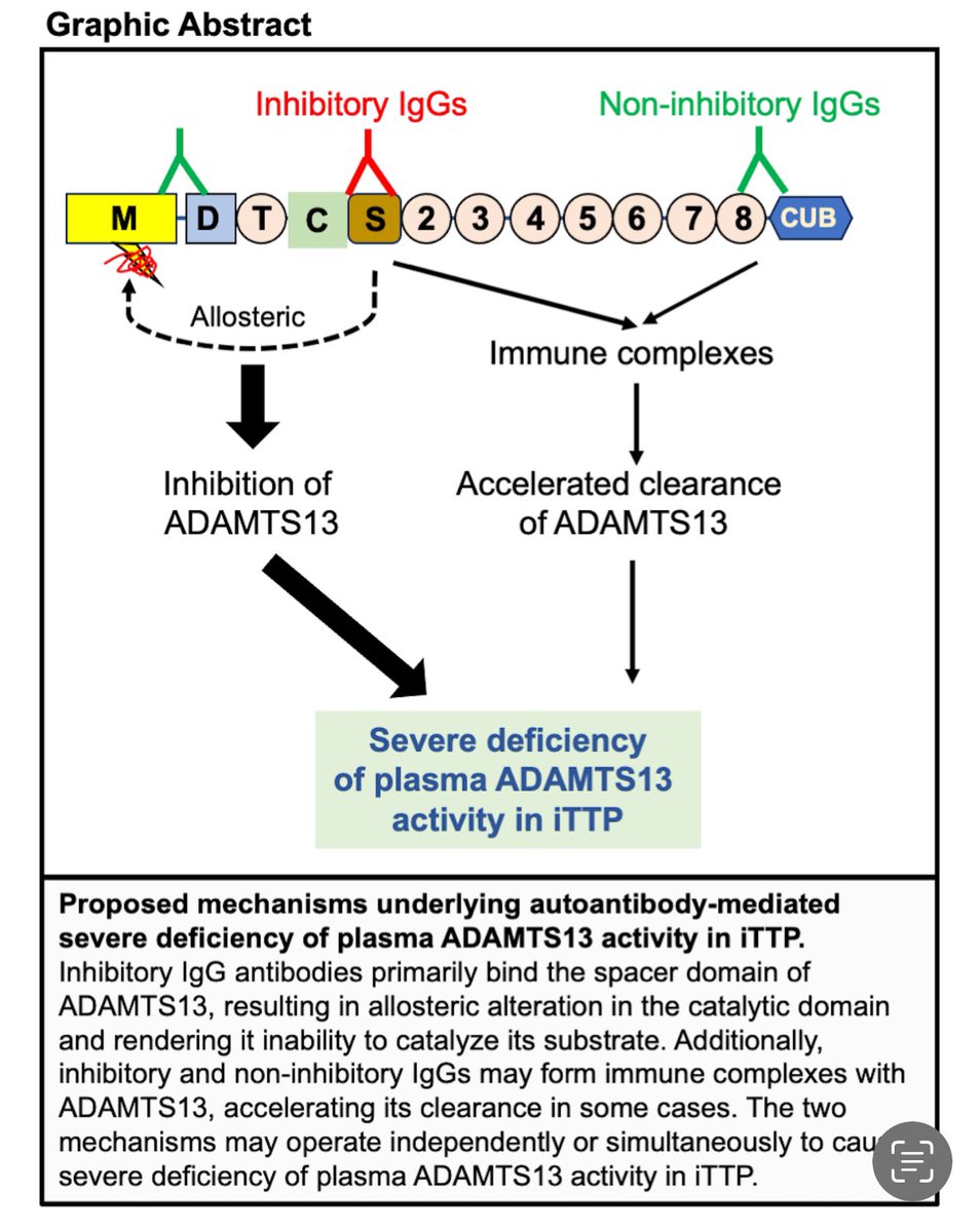 X. Long Zheng, MD, PhD (@drxlongzheng) on Twitter photo Based on literature and new information obtained in my laboratory <a href="/KUPathology/">KU Pathology & Laboratory Medicine</a>, I propose a new model explaining how #autoantibodies may result in severe deficiency of plasma #ADAMTS13 activity in immune #thrombotic #thrombocytopenia (iTTP). jthjournal.org/article/S1538-…. Based on literature and new information obtained in my laboratory <a href="/KUPathology/">KU Pathology & Laboratory Medicine</a>, I propose a new model explaining how #autoantibodies may result in severe deficiency of plasma #ADAMTS13 activity in immune #thrombotic #thrombocytopenia (iTTP). jthjournal.org/article/S1538-….