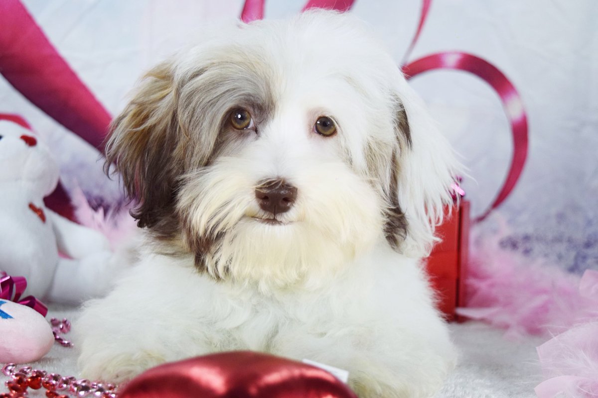 Happy #ValentinesDay everyone!! This handsome, sweet, chocolate puppy is looking for his forever family! Royalflushhavanese.com ❤️🐾