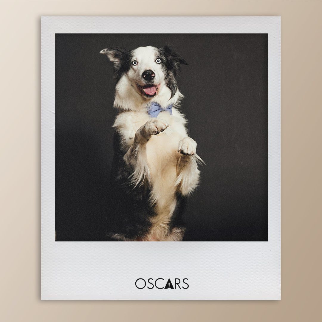 GabyMeza8's tweet photo. UNA ESTRELLA EN ASCENSO 🤩🐶 Así fue la sesión de fotos de #Messi, el tierno perrito Border Collie de la nominada a Mejor Película, #AnatomyOfAFall. El tierno can se robó las miradas de todos los asistentes al almuerzo de los nominados de los #Oscars 🏆 https://t.co/fGFDxVzAYu