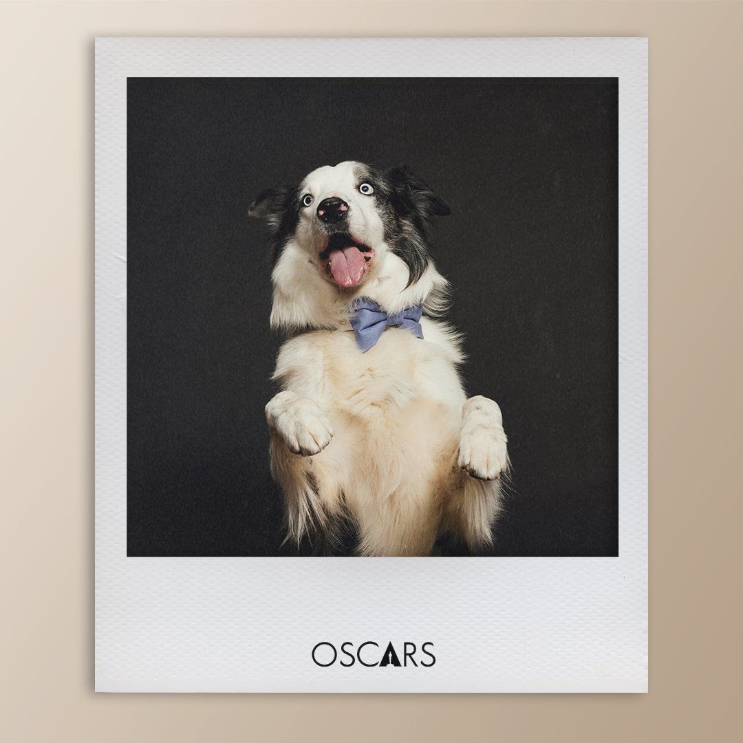 GabyMeza8's tweet photo. UNA ESTRELLA EN ASCENSO 🤩🐶 Así fue la sesión de fotos de #Messi, el tierno perrito Border Collie de la nominada a Mejor Película, #AnatomyOfAFall. El tierno can se robó las miradas de todos los asistentes al almuerzo de los nominados de los #Oscars 🏆 https://t.co/fGFDxVzAYu