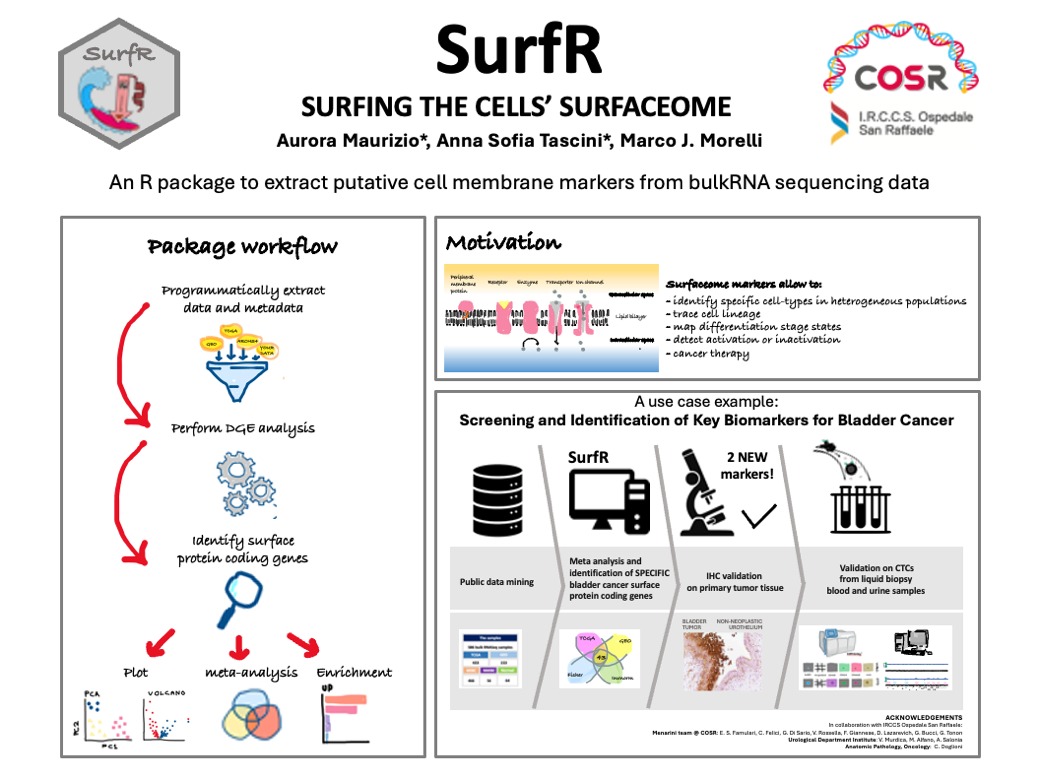 Happy our SurfR package has been accepted in bioconductor! A a bioinformatics R package to surf the cells’ surfaceome starting from NGS data #bioinformatics #surfaceome #Rpackage <a href="/CosrLab/">COSR Lab</a> <a href="/ASTascini/">Anna Sofia Tascini</a> @marcojmorelli github.com/auroramaurizio…
