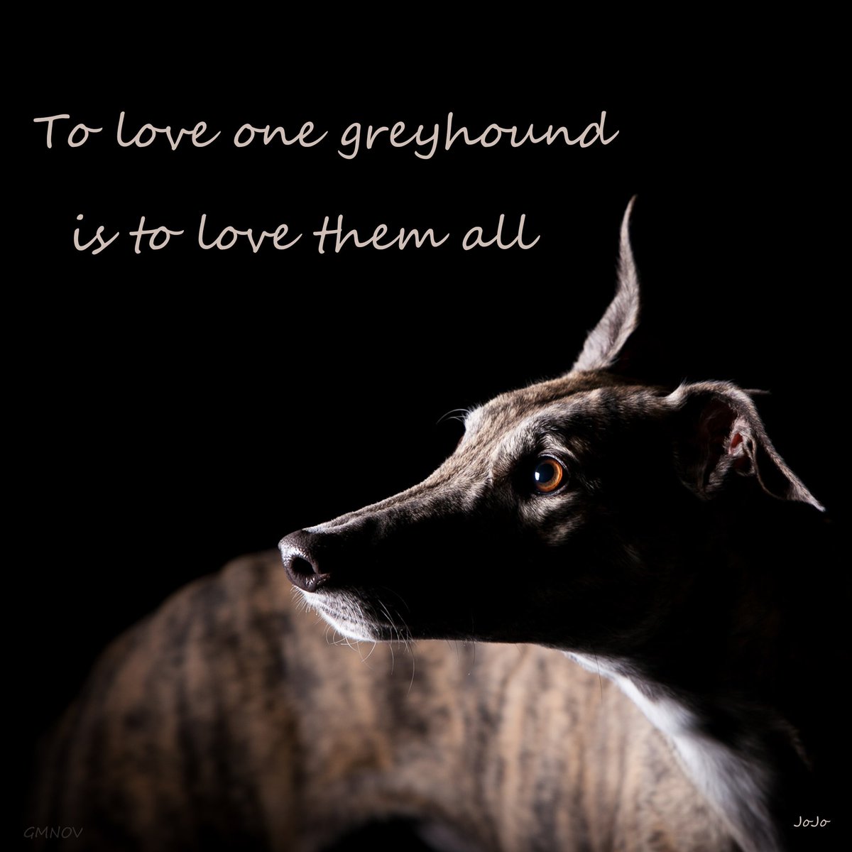 #truelove #valentinesday
#greyhounds #rescued #petsnotbets

💜🧡❤️