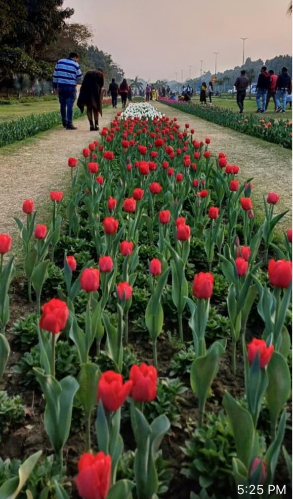 tweetndmc's tweet photo. NDMC’s Tulip Festival is attracting citizens even during a weekday to witness blooming tulips . 

Let’s  be a part of it and see how lawns of Shantinath smile with the blooming tulips.  

#NDMCTulipFestival https://t.co/WuzEJ980vH