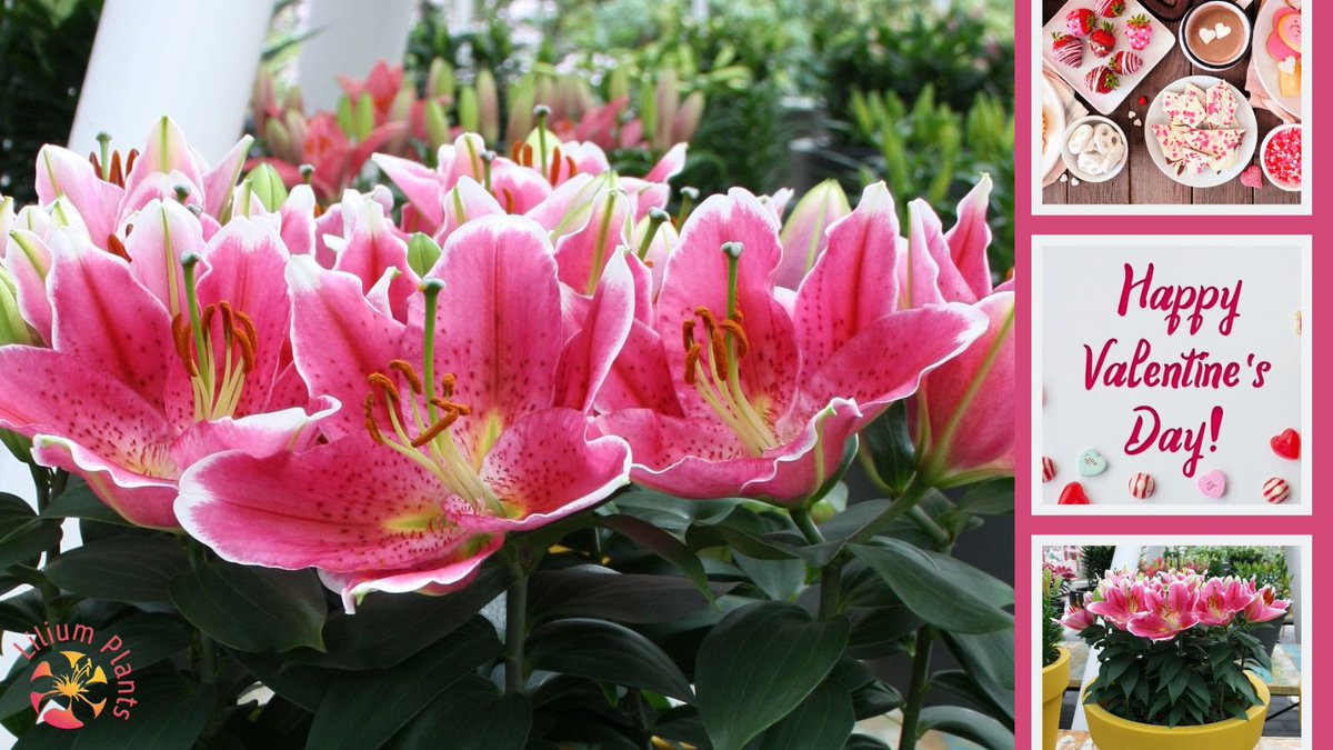 Happy Valentine’s day #ValentineDay2024  #valentijnsdag2024 <a href="/Potlilium/">Wetering Potlilium</a> <a href="/SchieLilium/">Van Schie</a>