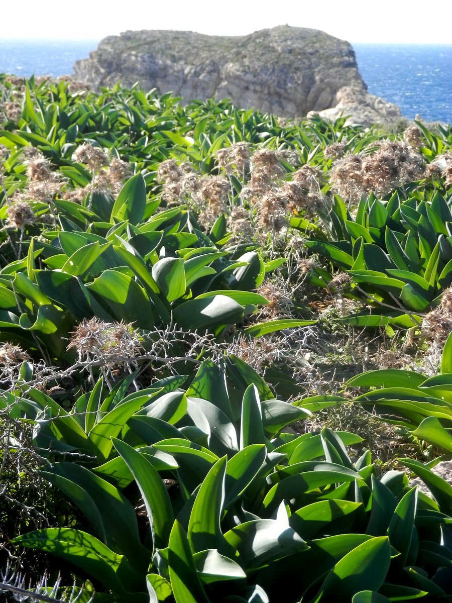 Fall in love with Nature! 📷📷📷📷 Happy Valentine's Day from #Dwejra #Gozo @dinlarthelwa #Natura2000 #heritagepark #valentinesday2024 #EveryoneNeedsNature @visitgozo @MalteseTenor @VisitMalta @MaltaSeabirds @a_better_Gozo @NatureTrustMLT @RobertaMetsola